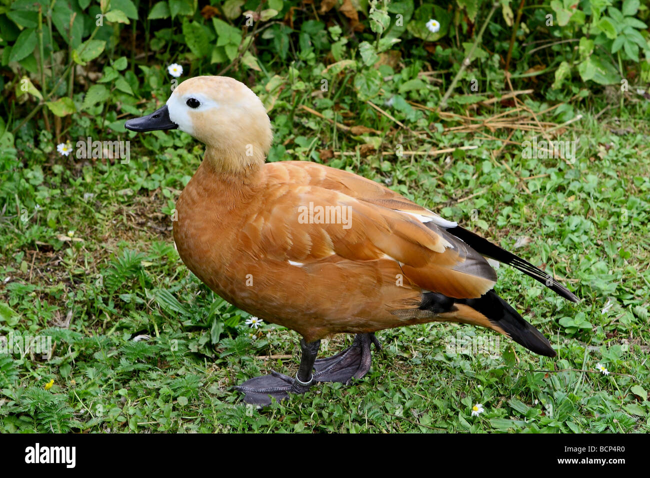 Ruddy Brandgans (Tadorna Ferruginea) Stockfoto