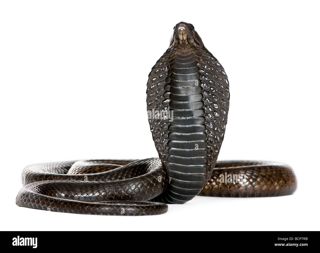 Ägyptische Kobra Schlange, Naja Haje, vor einem weißen Hintergrund, Studio gedreht Stockfoto