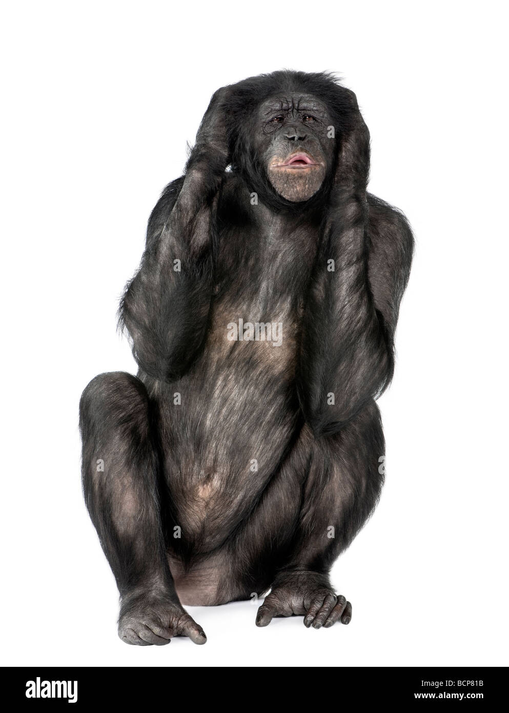 Keine bösen Affen, Mischling zwischen Schimpanse und Bonobo, 20 Jahre alt, vor einem weißen Hintergrund zu hören Stockfoto