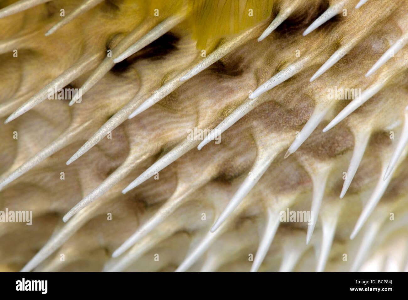 Nahaufnahme der lange Wirbelsäule Igelfischen, auch bekannt als stachelige Igelfisch Fisch, Diodon holocanthus Stockfoto