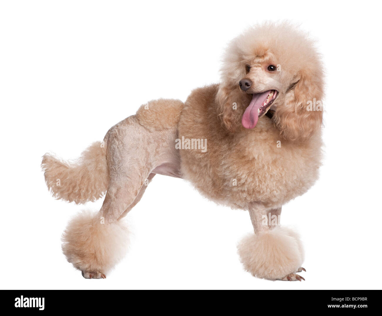 Präparierte Apricot Pudel, 2 Jahre alt, vor einem weißen Hintergrund, Studio gedreht Stockfoto