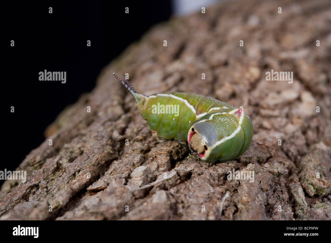 Puss Moth Caterpillar Cerura Vinula Notodontidae Stockfoto