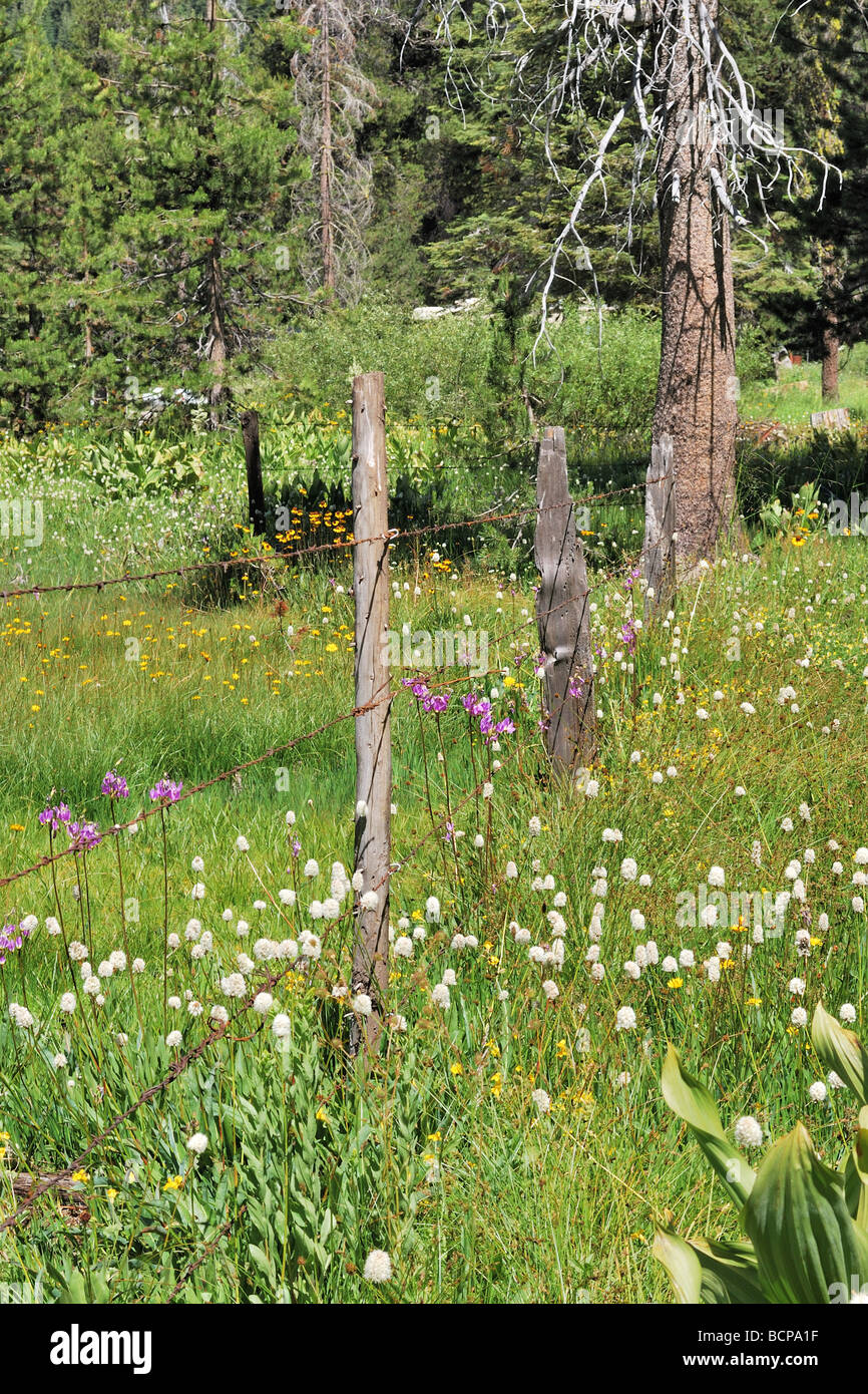 Wildblumen und Zaun auf Beasore Wiese, in der Nähe von Oakhurst, in der zentralen Sierra Nevada Mountains, Kalifornien Stockfoto