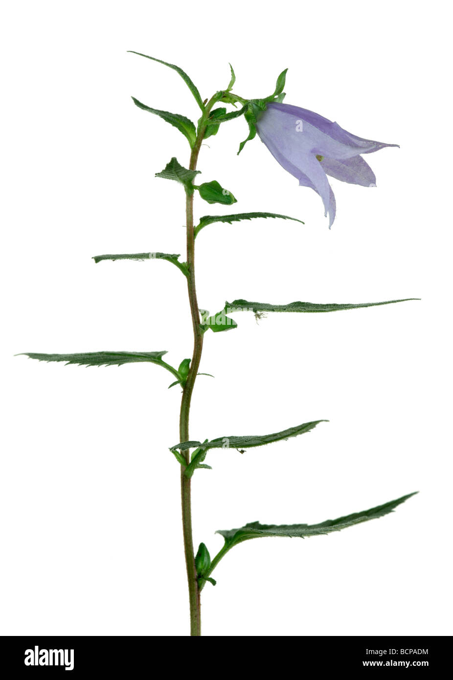 Glockenblume Campanula Rotundifolia Blume Stockfoto