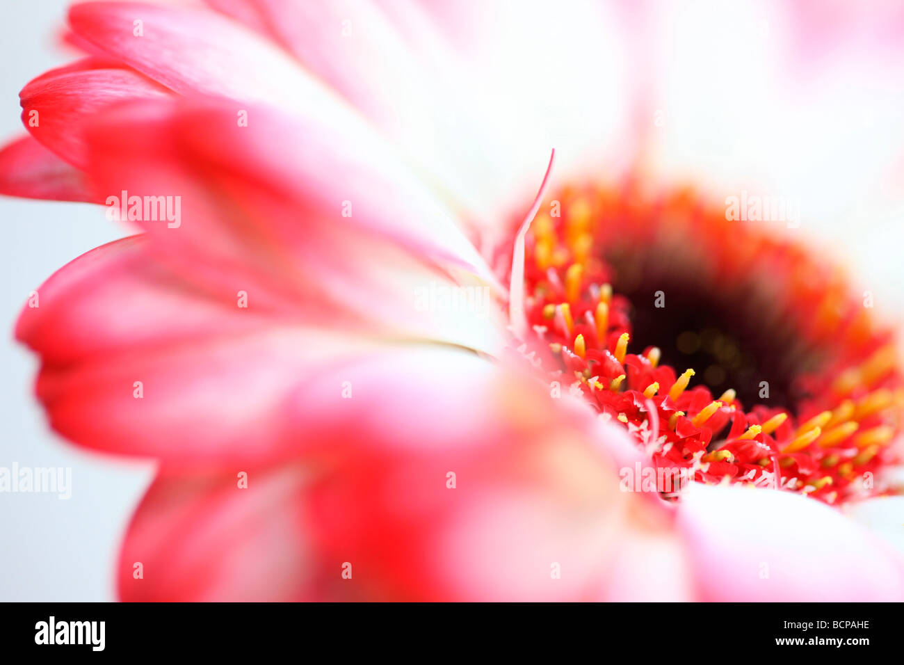frisch und rein zeitgenössischen Bild von einem weißen roten Spitzen Gerbera Kunstfotografie Jane Ann Butler Fotografie JABP366 Stockfoto