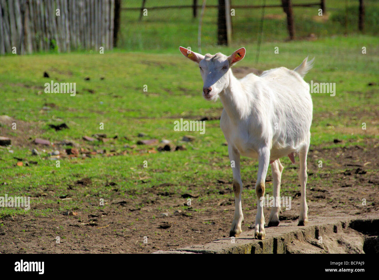 Ziege Ziege 22 Stockfoto