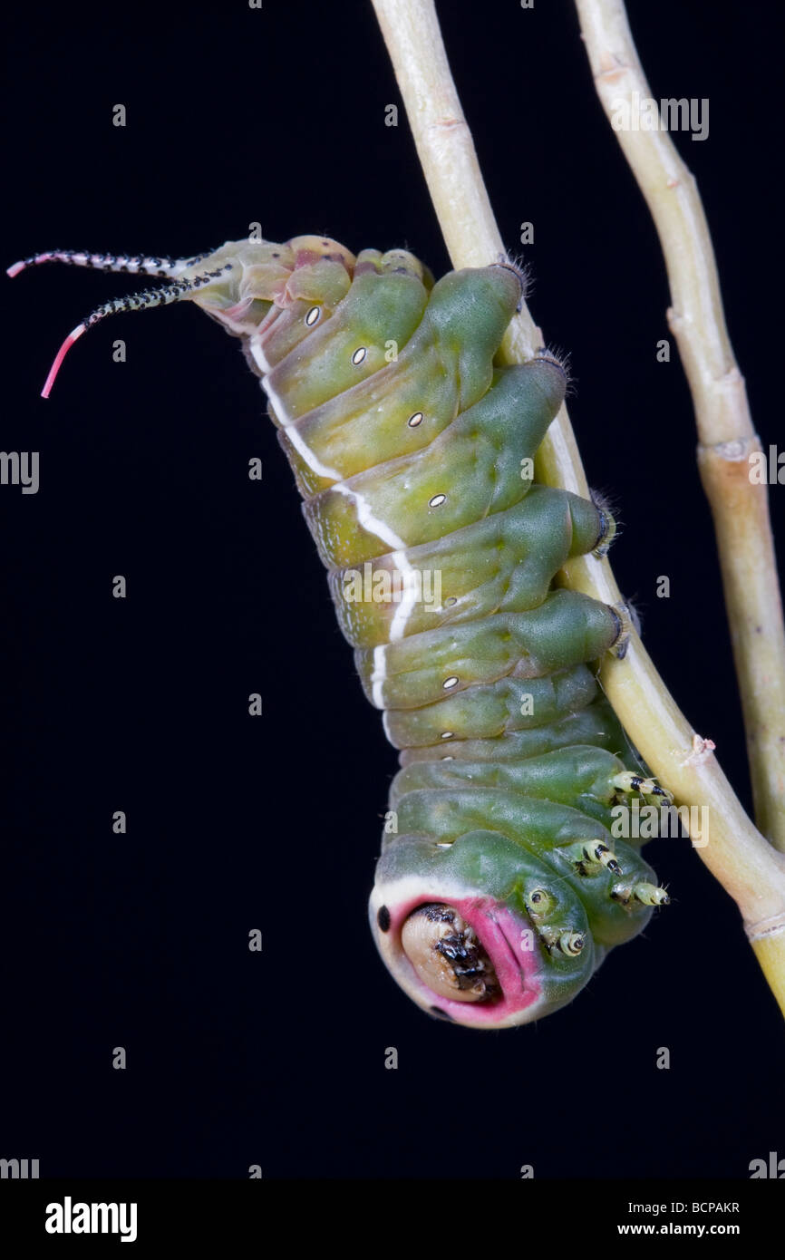 Puss Moth Caterpillar Cerura Vinula Notodontidae Stockfoto