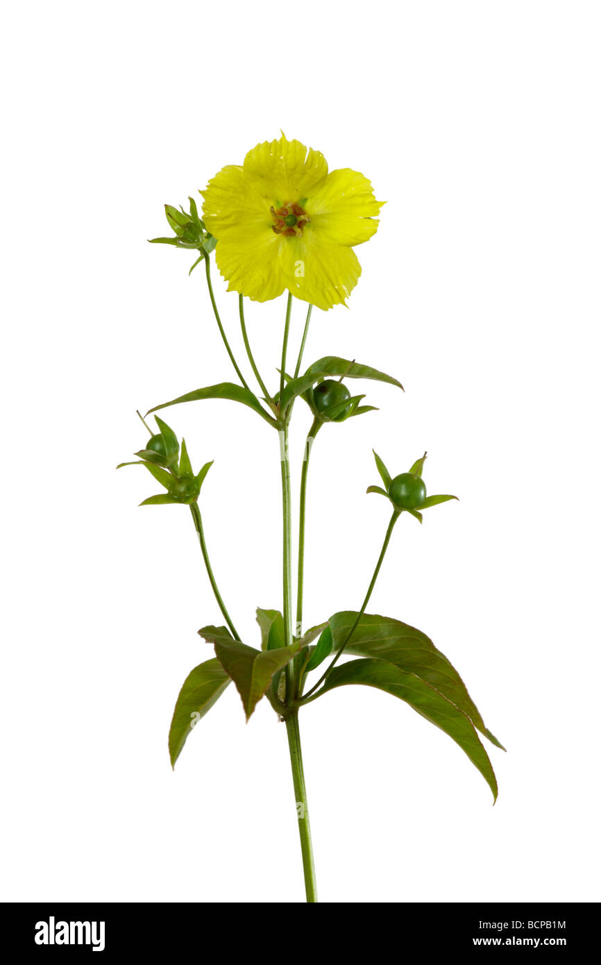 Lysimachia Blume Stockfoto