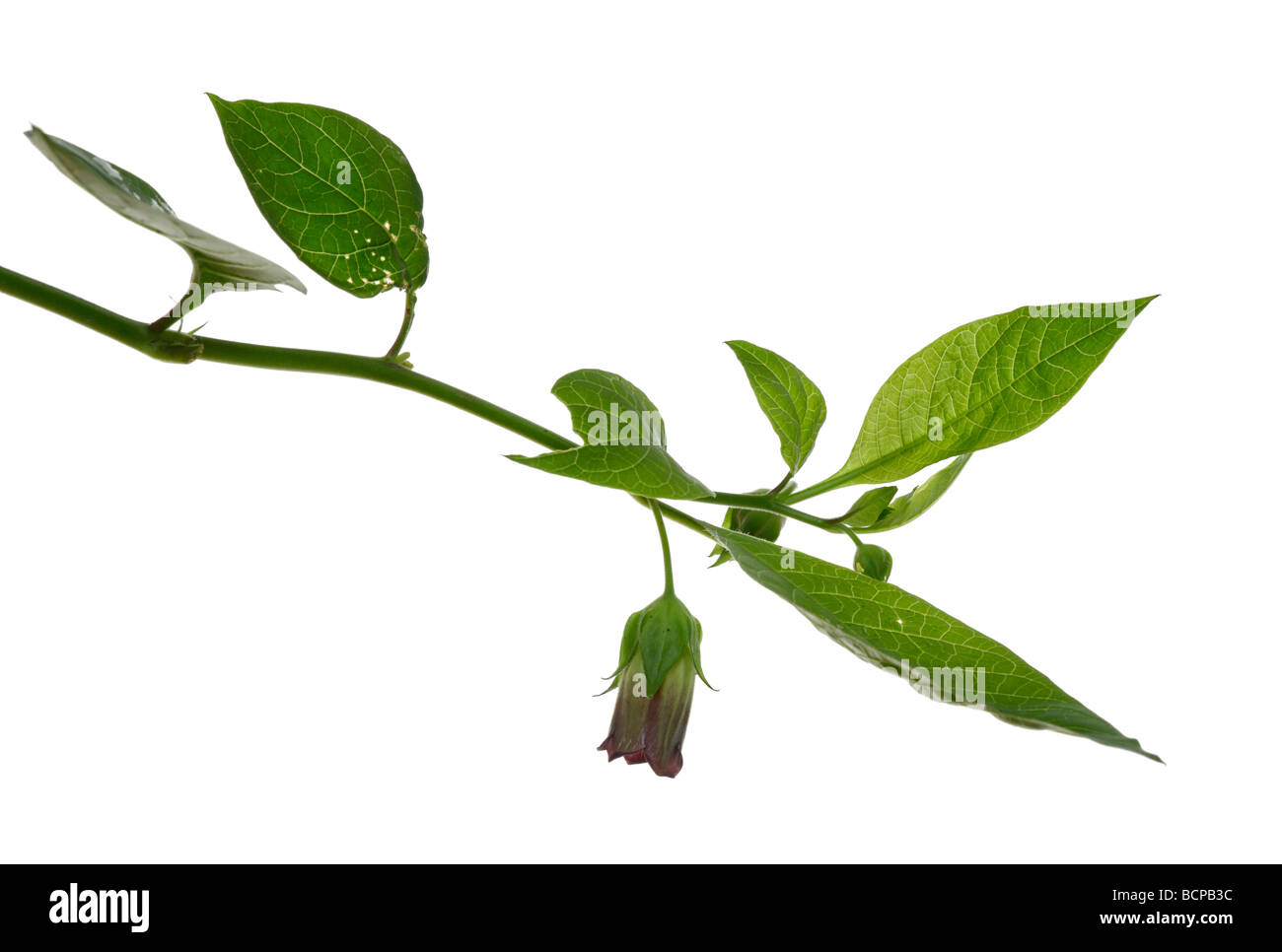Tollkirsche Belladonna Blume Stockfoto