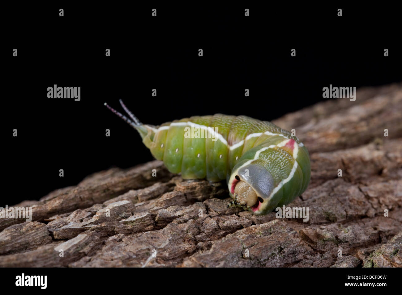 Puss Moth Caterpillar Cerura Vinula Notodontidae Stockfoto