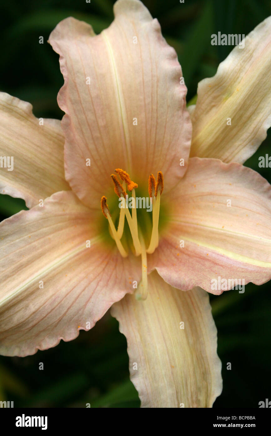 Taglilie Hemerocallis "Nob Hill' genommen In Croxteth Hall ummauerten Garten, Liverpool, England, Vereinigtes Königreich Stockfoto