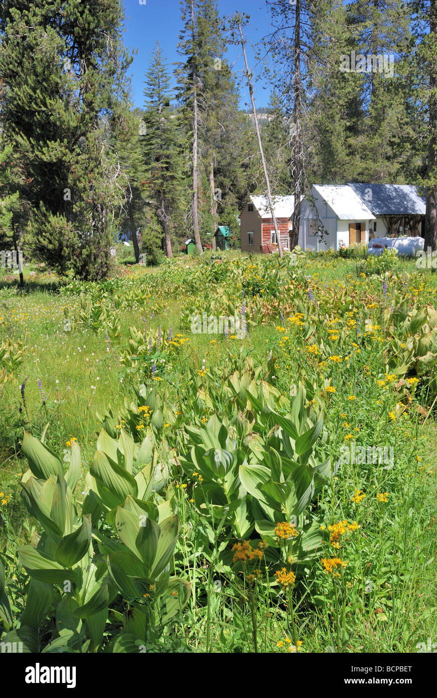 Kabinen auf Beasore Wiese, in der Nähe von Oakhurst, in der zentralen Sierra Nevada Mountains, Kalifornien Stockfoto