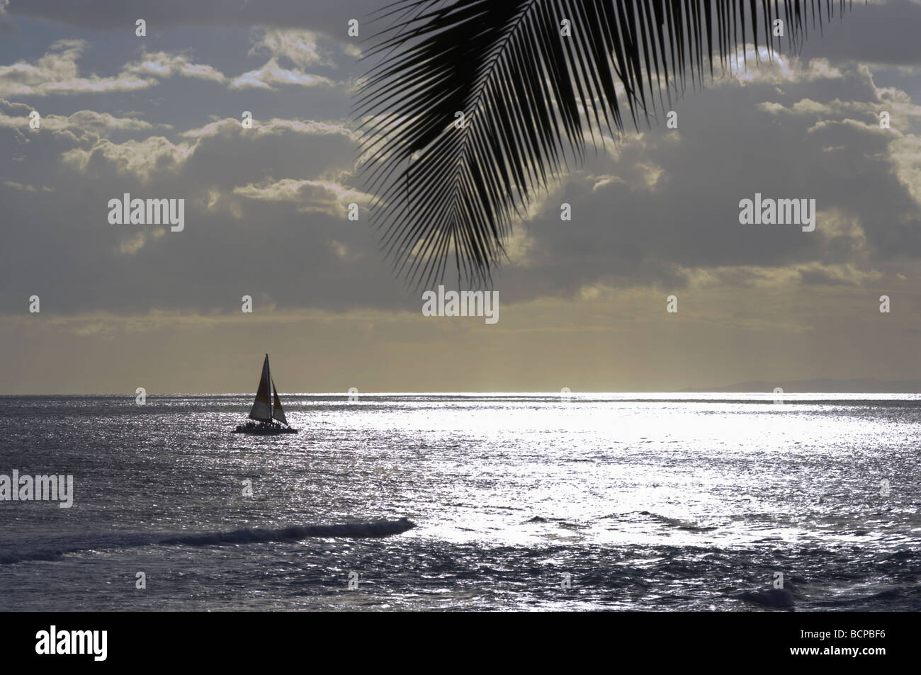 Katamaran und Palm Frond Hawaii Stockfoto