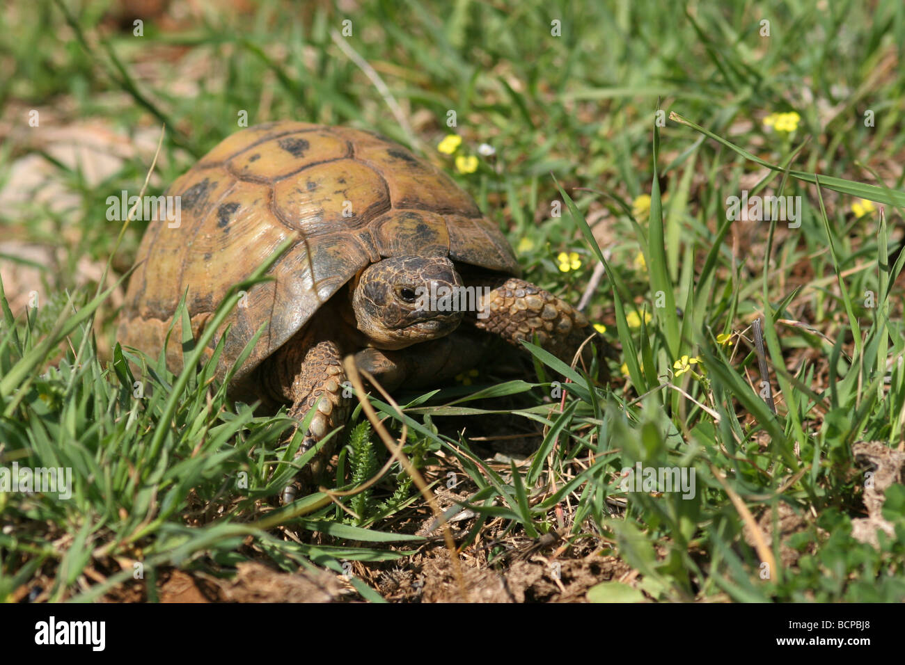 Nahaufnahme von einem Sporn thighed Tortoise oder griechische Schildkröte Testudo Graeca in ein Feld Israel April 2009 Stockfoto