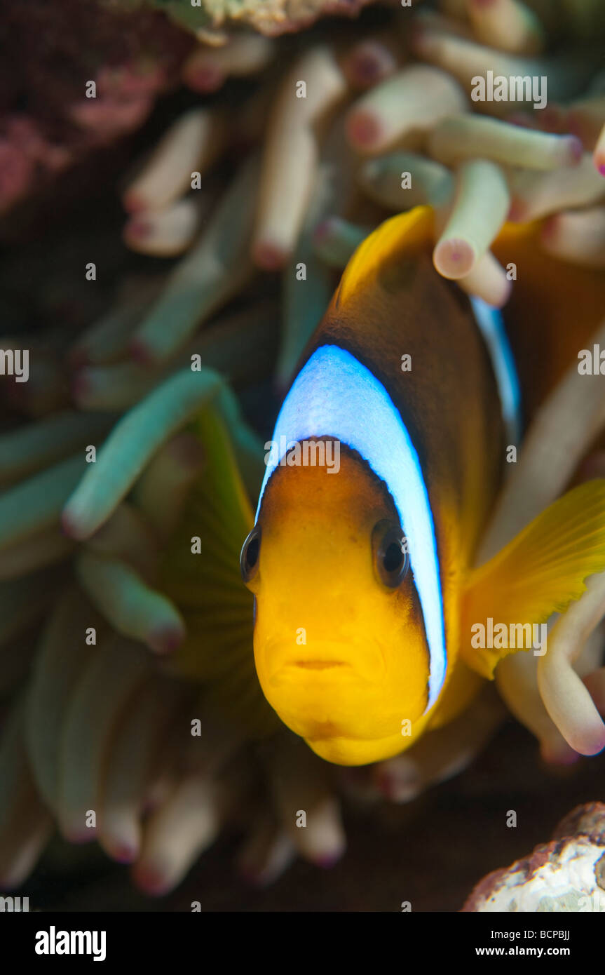 Anemonenfisch Clownfisch Aufenthalte in der Nähe der Anemone als ein Mittel zum Schutz vor Raubtieren. Stockfoto