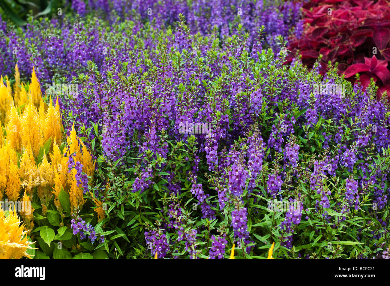 Angelonia Angustifolia lila oder Sommer Snapdragon und Celosia gelb auf der linken Seite und Coleus auf der rechten Seite Stockfoto