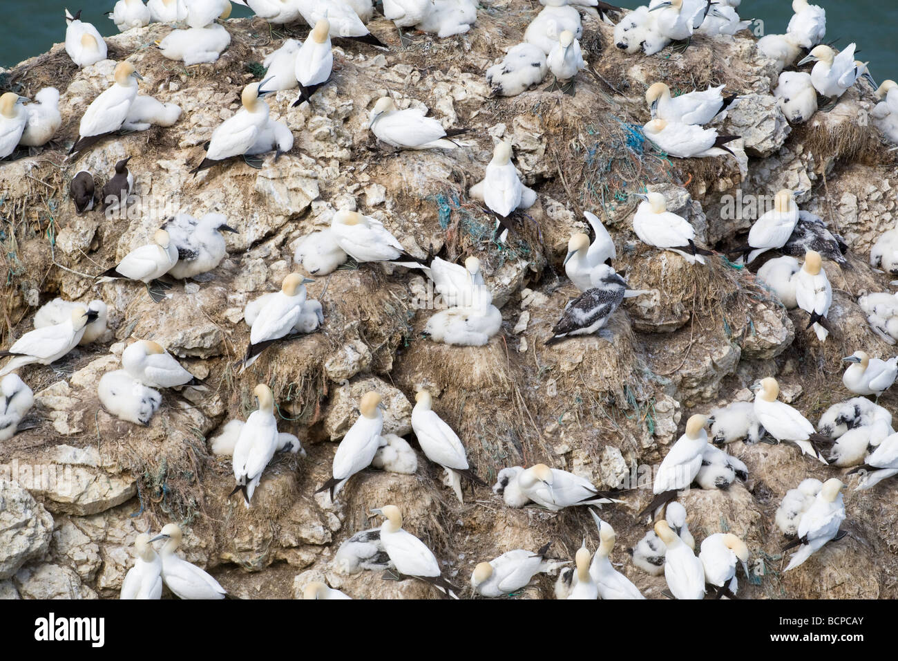 Basstölpel Morus Bassanus Brutkolonie an Bempton Klippen Yorkshire UK Sommer. Beachten Sie das Fischernetz als Nistmaterial verwendet. Stockfoto