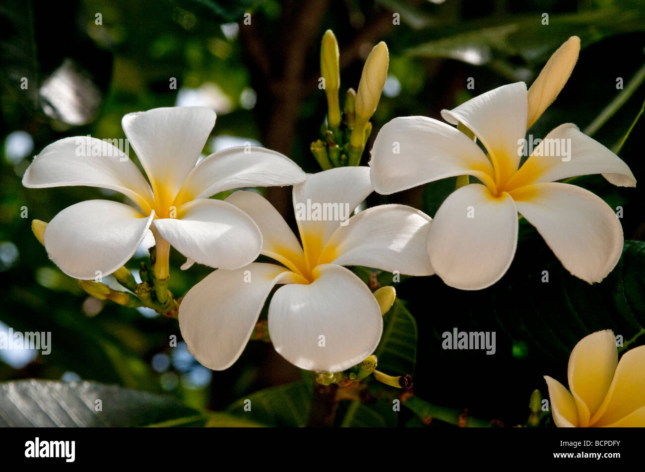 Duftende Frangipani oder Plumeria Blume Tiare Stockfoto