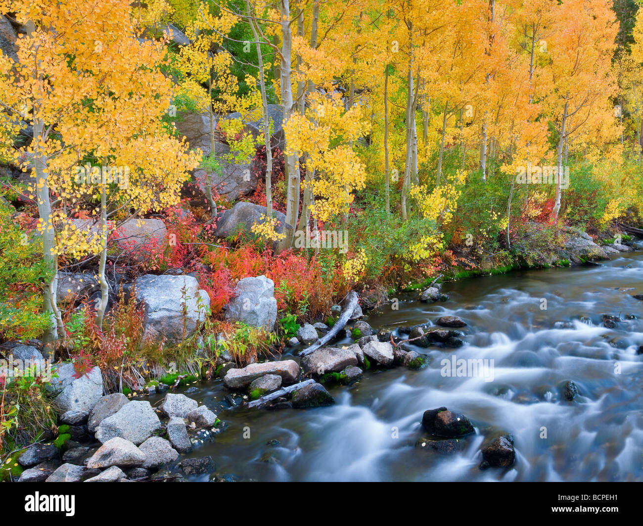 Fallen Sie farbige Espen entlang South Fork Zemborzyce Creek Inyo National Forest Kalifornien Stockfoto