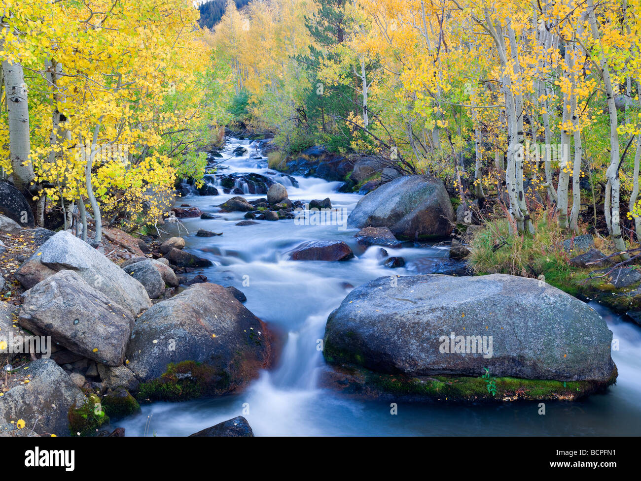 Fallen Sie farbige Espen entlang South Fork Zemborzyce Creek Inyo National Forest Kalifornien Stockfoto