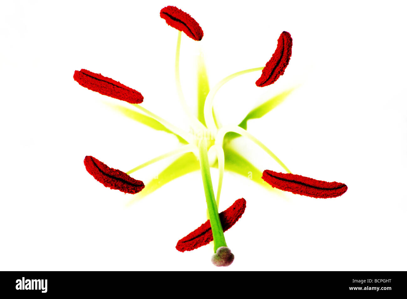 High-Key Nahaufnahme von einem Lilly Stockfoto