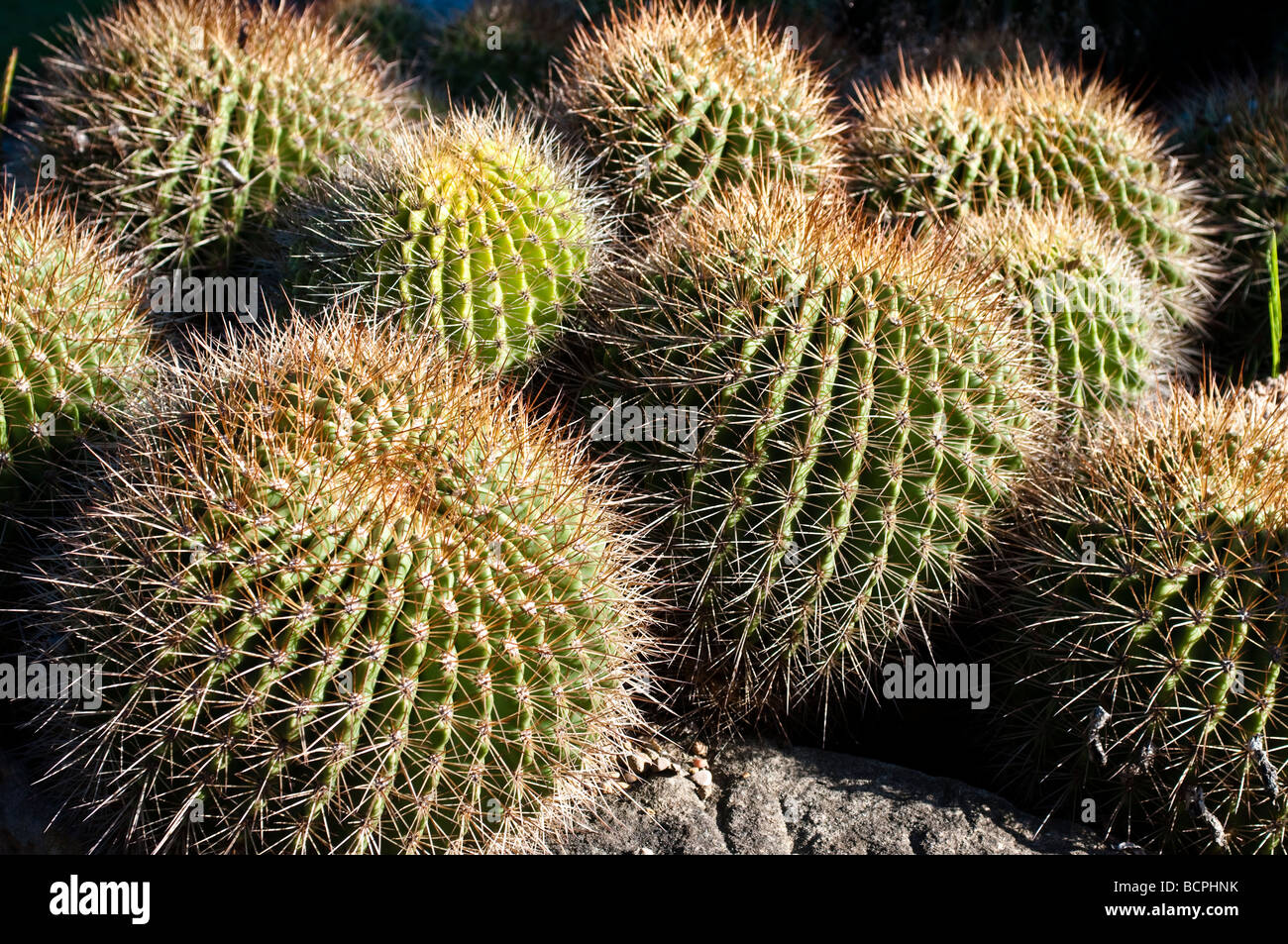 Kaktus Soehrensia Formosa Ursprungsland Argentinien Royal Botanic Gardens Sydney NSW Australia Stockfoto