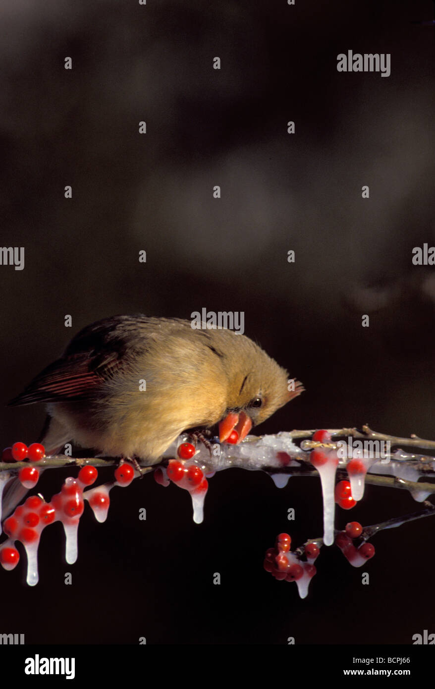 Weiblichen nördlichen Kardinal wird gebeugt, um die rote Beere aus eisigen Zweig, Midwest USA holen Stockfoto