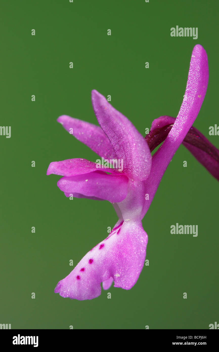 Wilde Orchidee Orchis Olbiensis Alicante Spanien Stockfoto