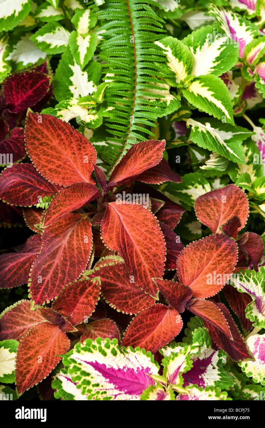 Coleus Blätter gemalt Brennesseln Stockfoto