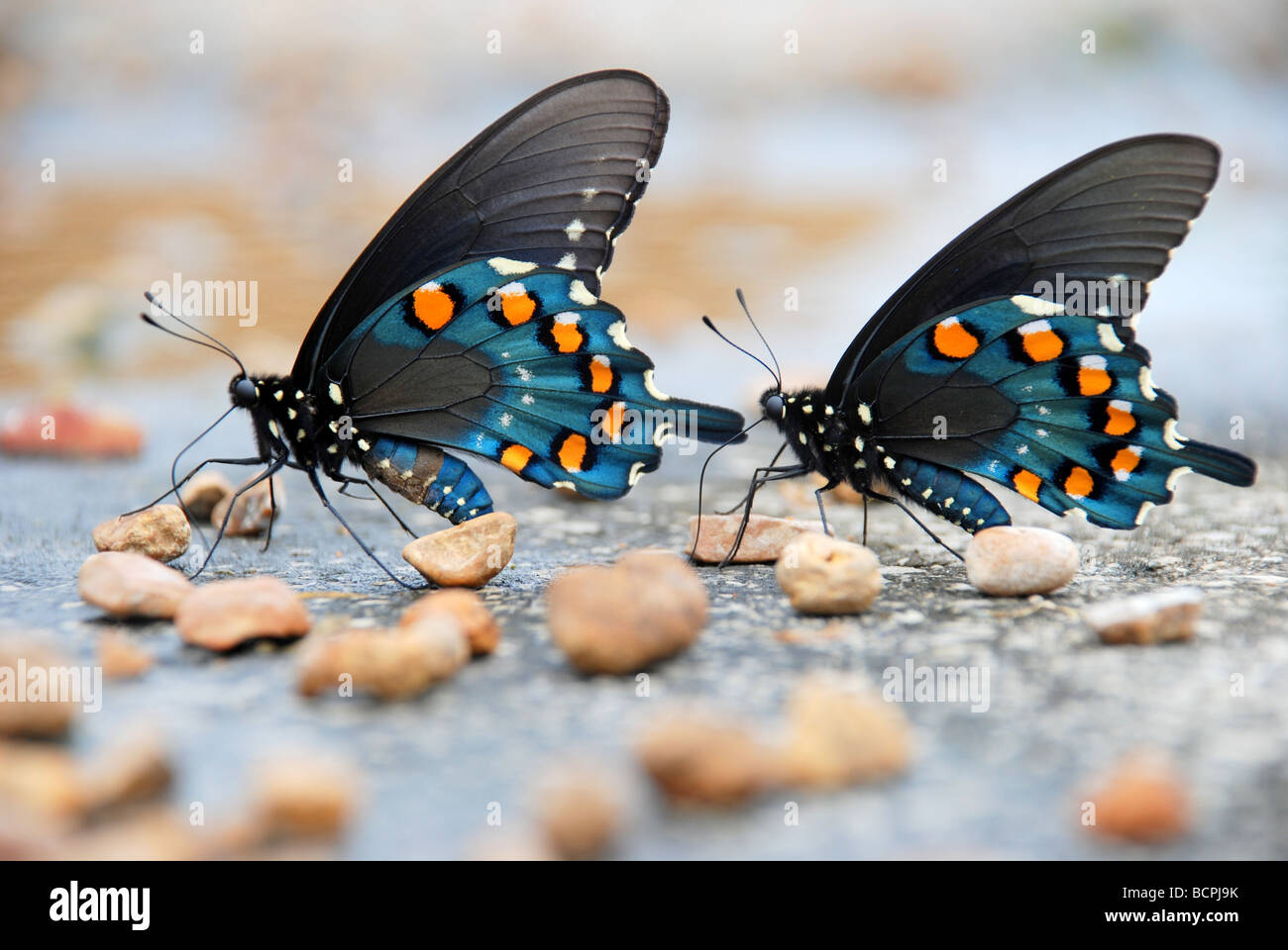 Zwei Pipevine Schwalbenschwanz Schmetterlinge Stockfoto