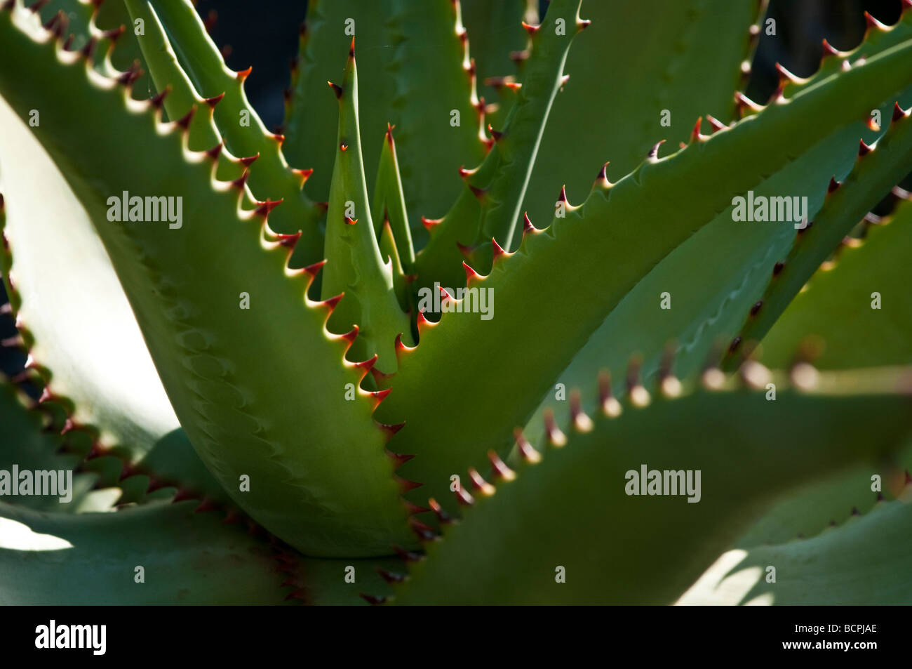 Aloe Vera Royal Botanic Gardens Sydney NSW Australia Stockfoto