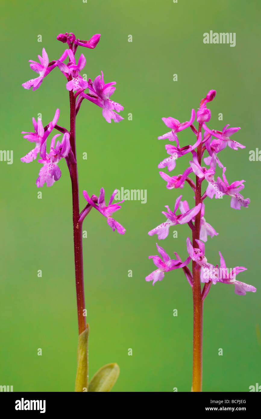 Wilde Orchidee Orchis Olbiensis Alicante Spanien Stockfoto