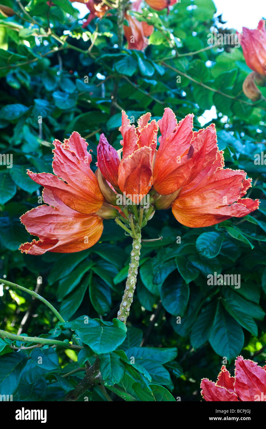 Blühende afrikanische Tulpenbaum Spathodea campanulata Stockfoto