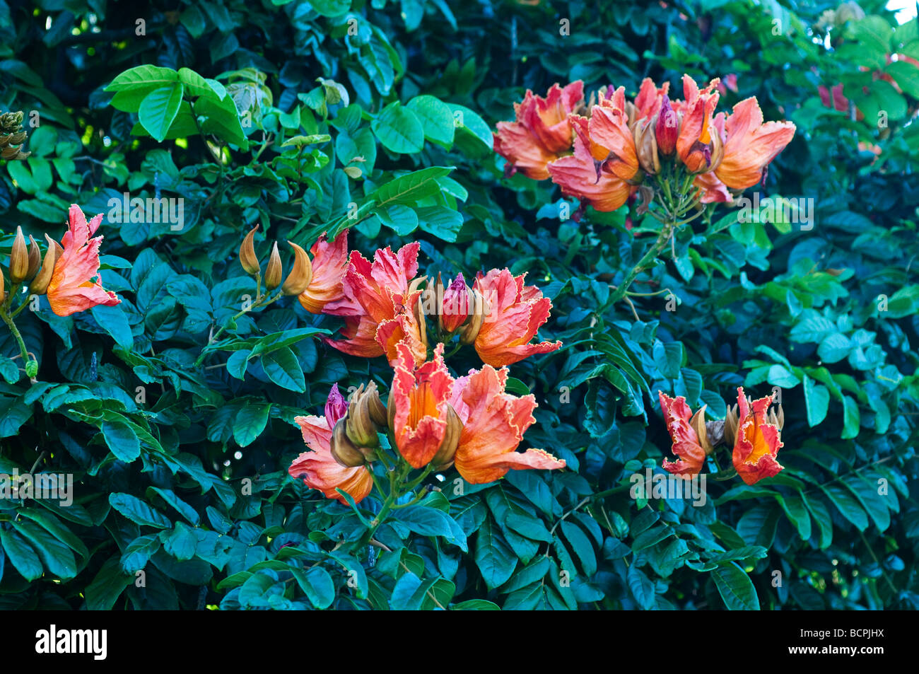 Blühende afrikanische Tulpenbaum Spathodea campanulata Stockfoto