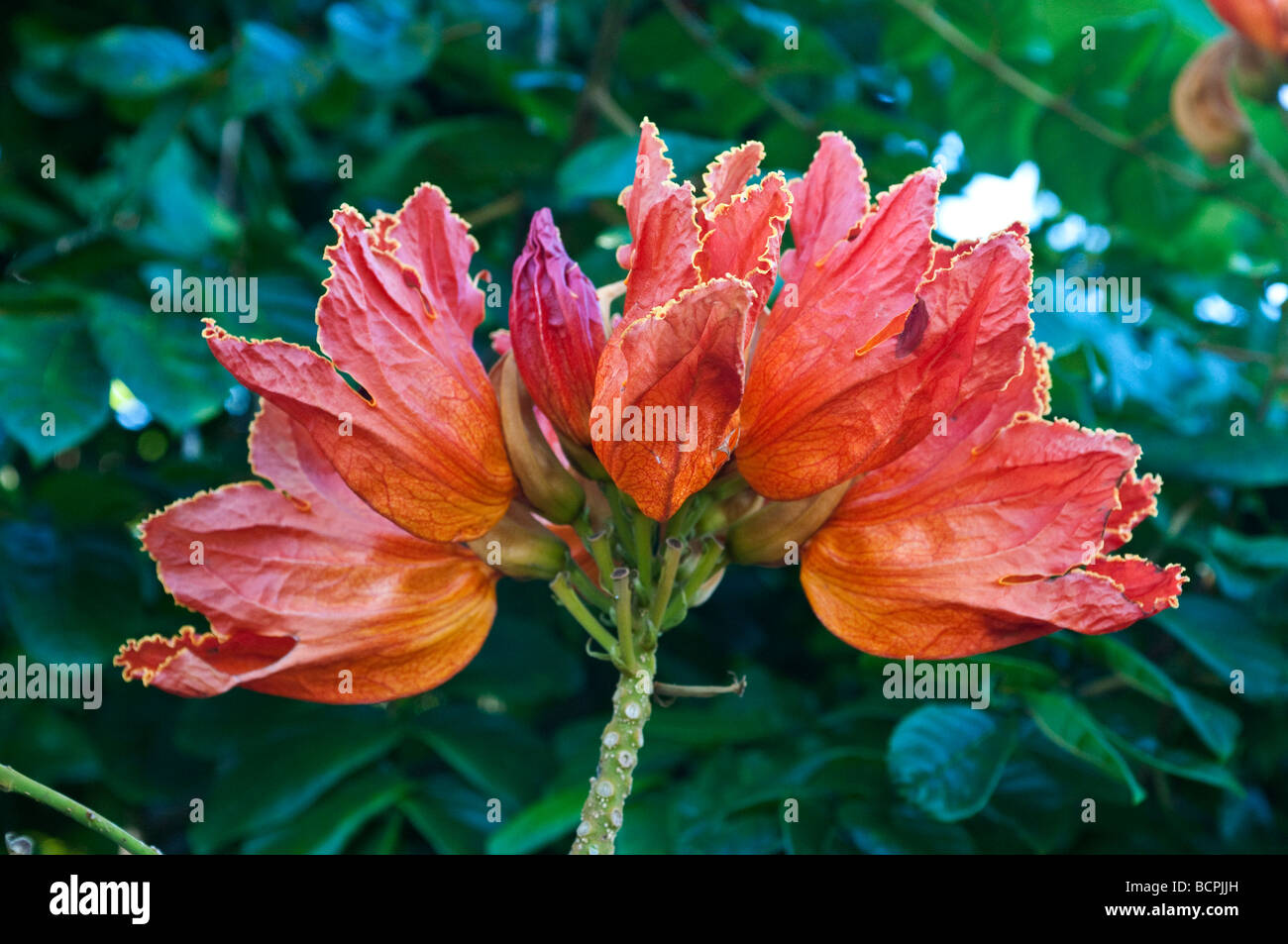 Blühende afrikanische Tulpenbaum Spathodea campanulata Stockfoto