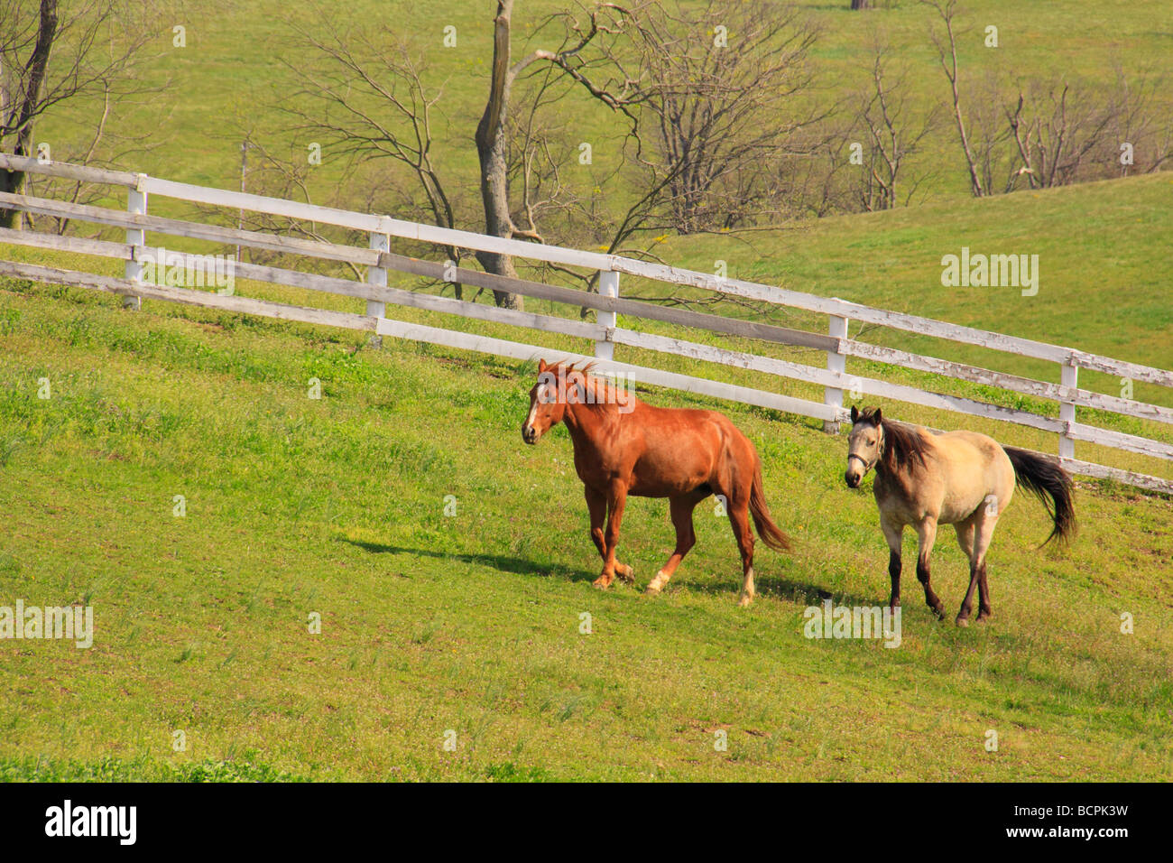 Pferde in eingezäunten Weide an Shaker Village von Pleasant Hill unsere Kentucky Stockfoto
