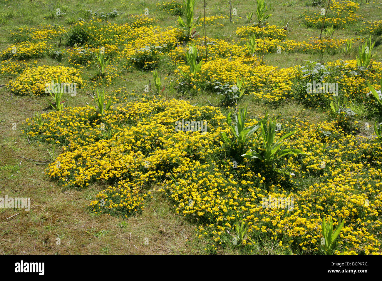 Eine Wiese voller von Birdsfoot Kleeblatt, Lotus Corniculatus, Fabaceae Stockfoto