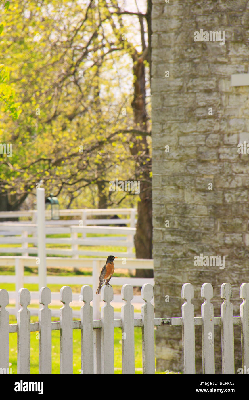 Robin thront auf Zaun an Shaker Village von Pleasant Hill unsere Kentucky Stockfoto