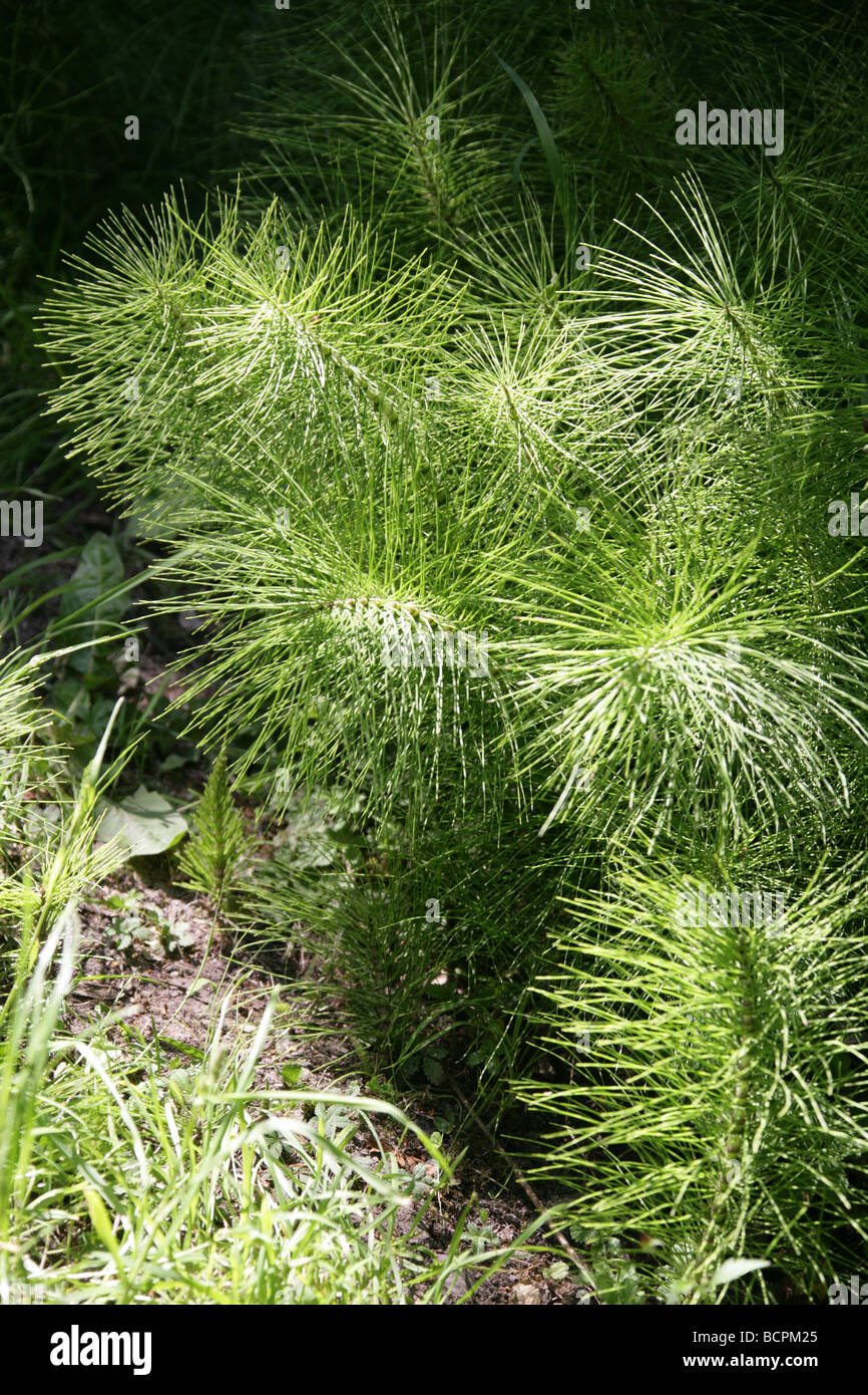 Schachtelhalm, Equisetum Telmateia Equisetaceae. Nord, gemäßigten Nordhalbkugel. Stockfoto
