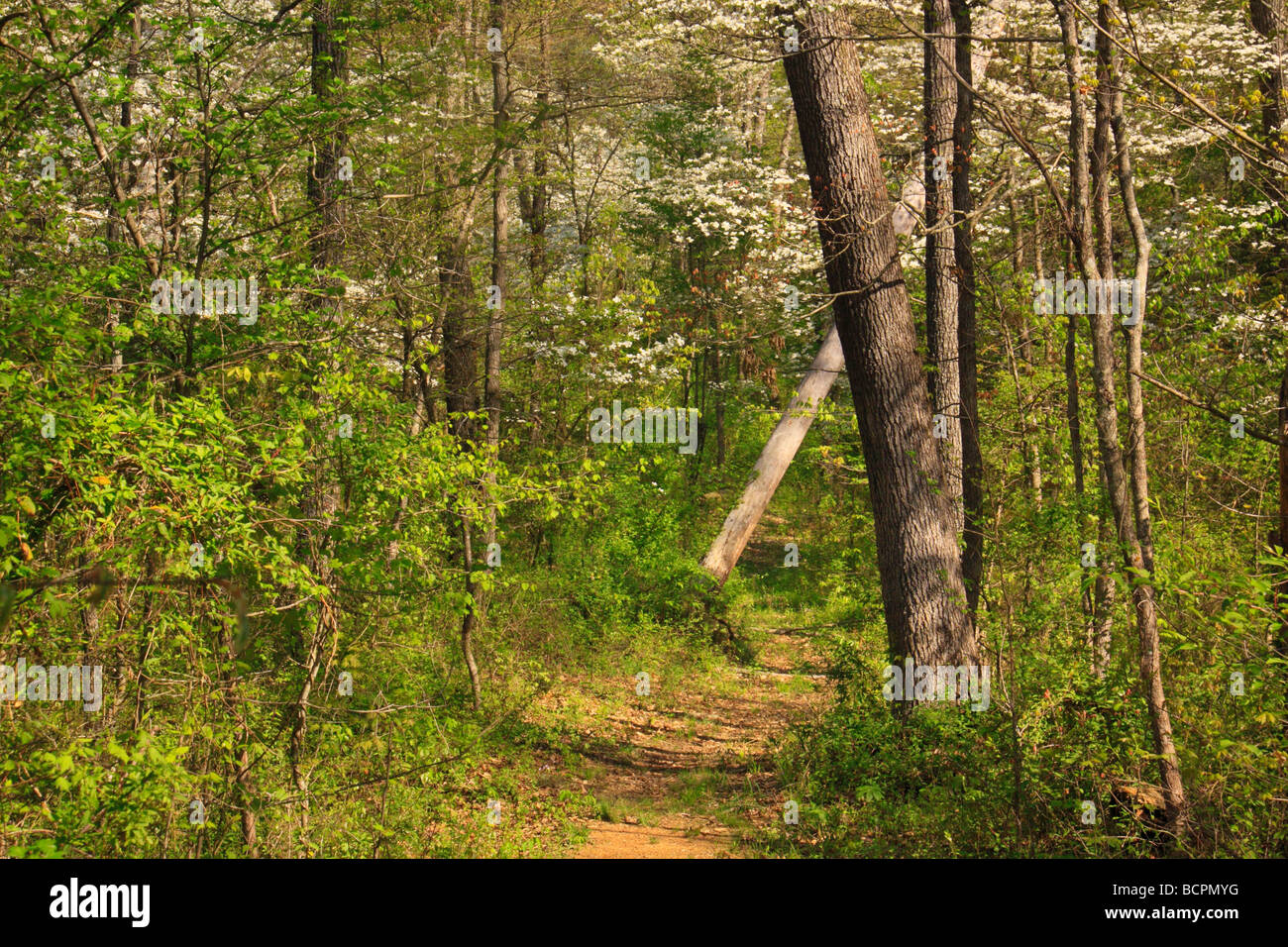 Abschnitt des ursprünglichen historischen Wildnisstraße Levi Jackson State Park London Kentucky Stockfoto