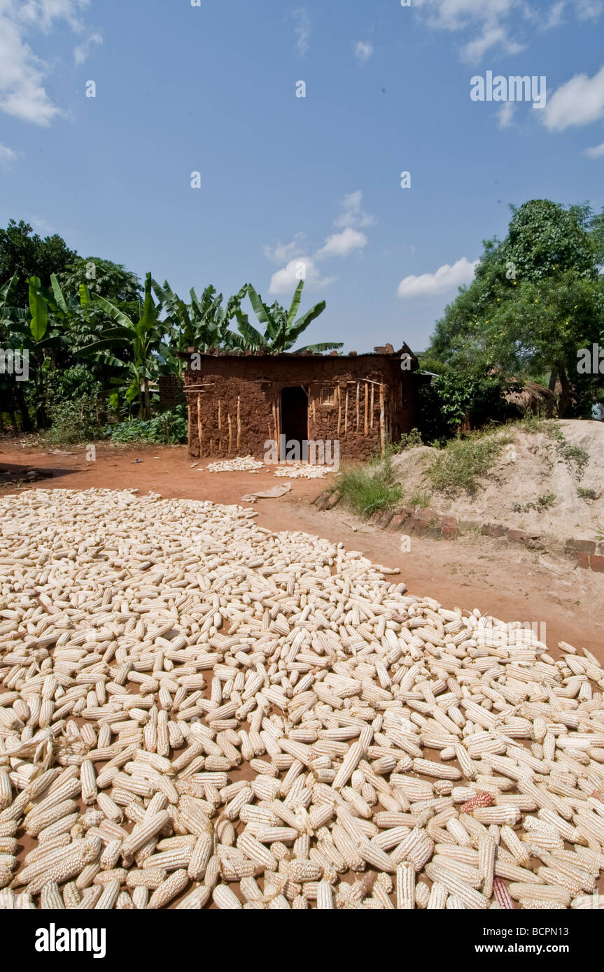 Mais, trocknen in der Sonne vor Haus im ländlichen Uganda Stockfoto