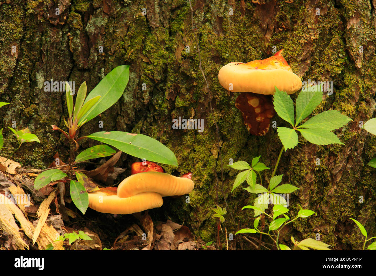 Pilze wachsen auf Baum Hemlock Garten erhalten und Trail Pine Mountain State Resort Park Pineville Kentucky Stockfoto