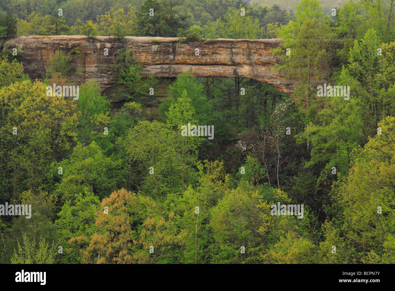 Ansicht der Natural Bridge vom Lookout Point Natural Bridge State Resort Park Slade Kentucky Stockfoto