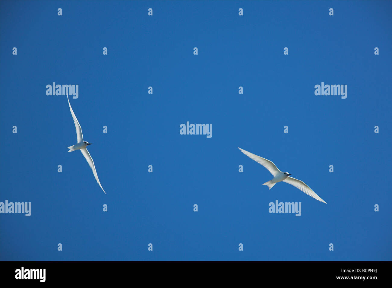 Weiß (Fee) Tern Gygis Alba paar im Flug gegen blauen Himmel auf Bird Island, Seychellen im Mai. Stockfoto