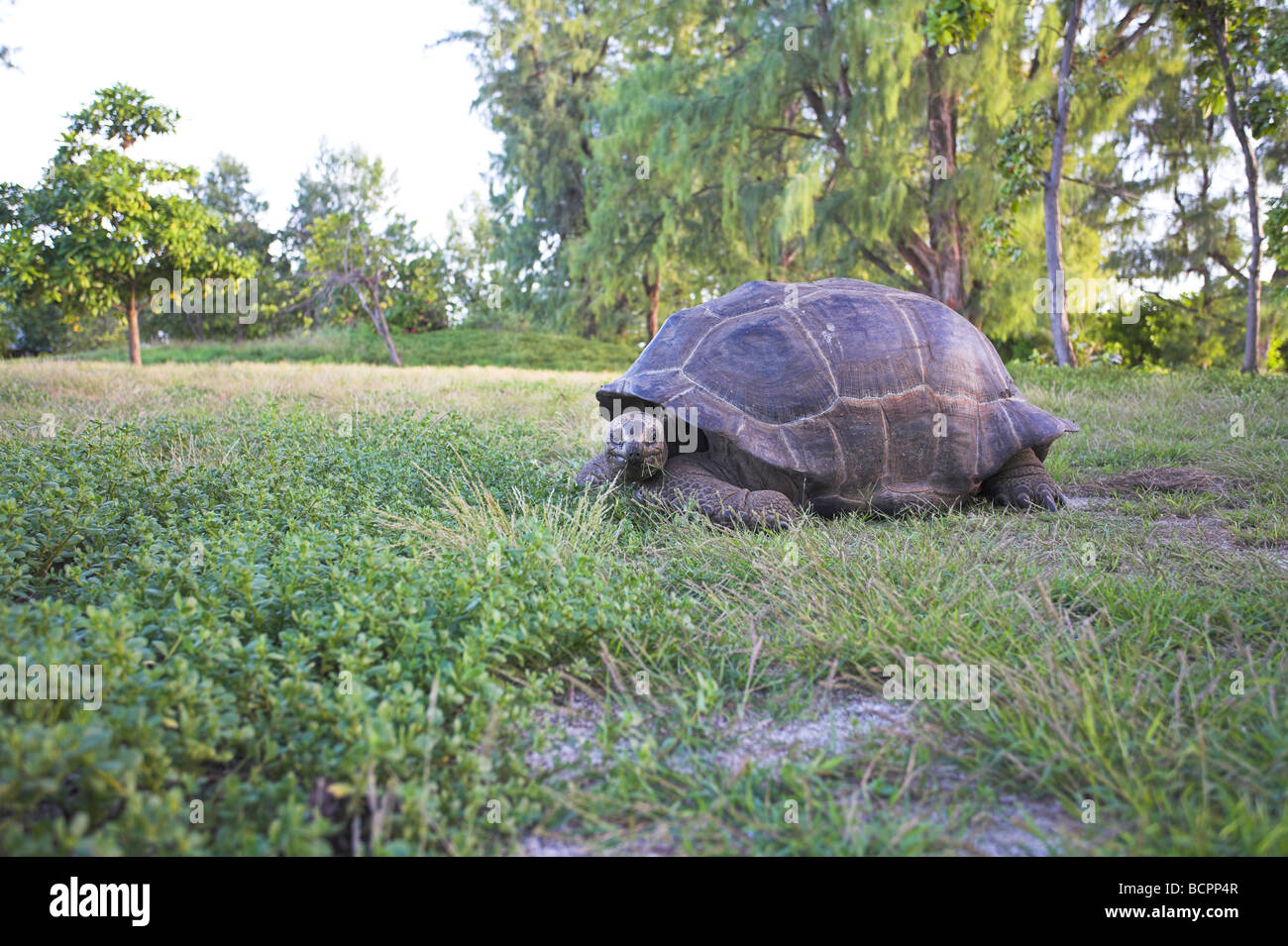 (Eingeführt) Aldabra riesige Schildkröte Geochelone Gigantea Fütterung auf Rasen auf Bird Island, Seychellen im April. Stockfoto