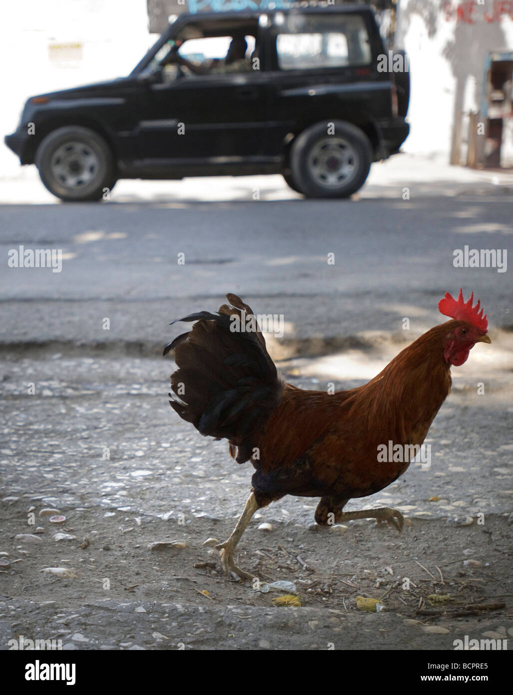 Ein Hahn macht seinen Weg nach unten Rue Capois in Port-au-Prince, Haiti am 20. Juli 2008. Stockfoto
