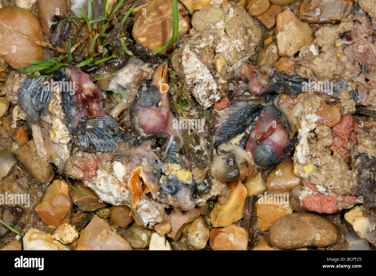 Regurgitated Nestlinge in Katze krank Stockfoto