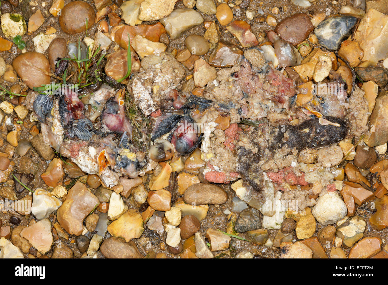 Regurgitated Nestlinge in Katze krank Stockfoto