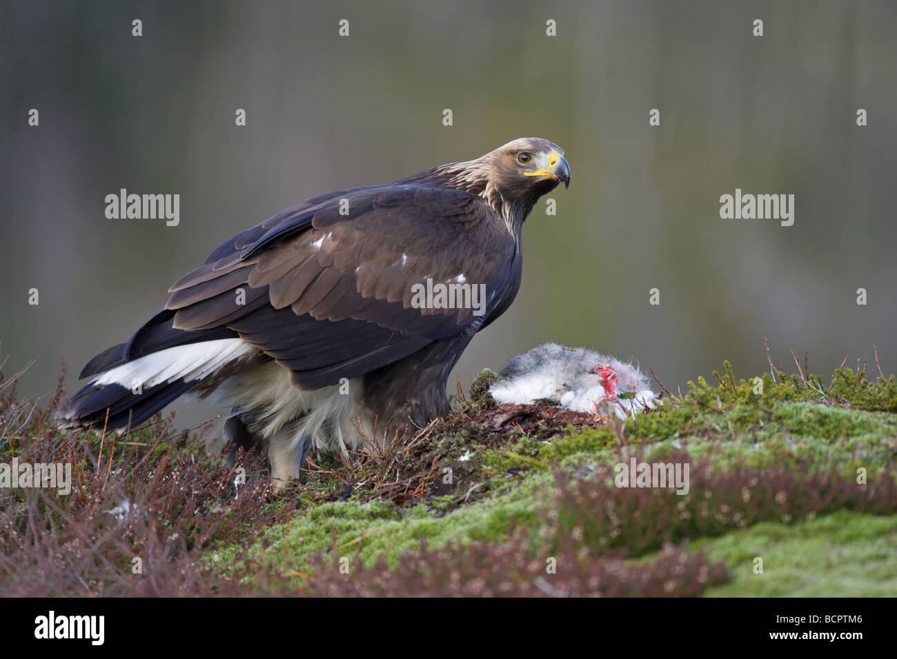 Steinadler Aquila Chrysaetos stehend auf einem Schneehasen zu töten, an einem Berghang in Norwegen Stockfoto