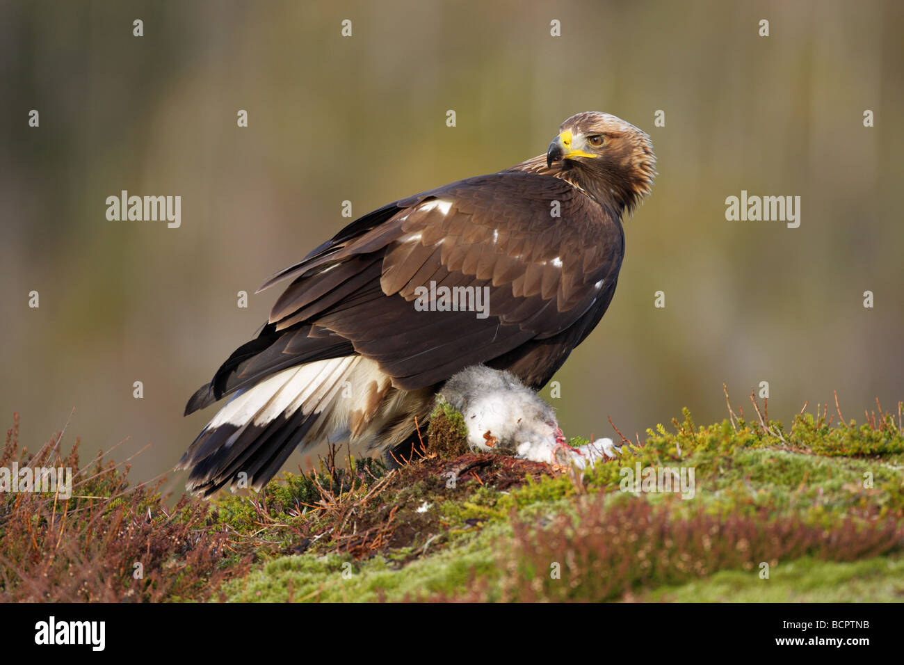 Steinadler Aquila Chrysaetos stehend auf einem Schneehasen zu töten, an einem Berghang in Norwegen Stockfoto